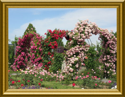 Europa Rosarium Sangerhausen