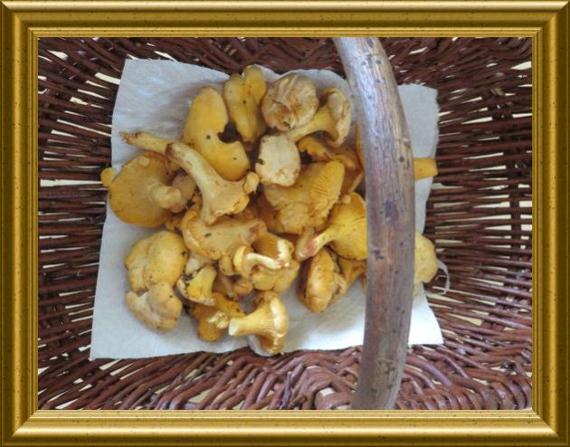 Pfifferlinge aus dem Taraland Wald