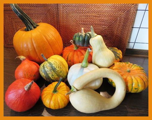 Kürbisausbeute 2015