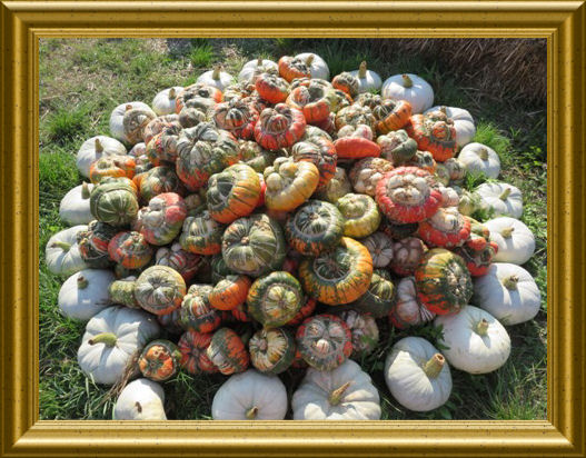 Kürbisfest in Kleinziethen 2015 (6)