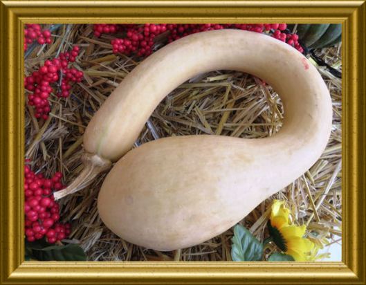 Neck Pumpkin für Kürbis-Kichererbsen Topf mit CousCous (7)