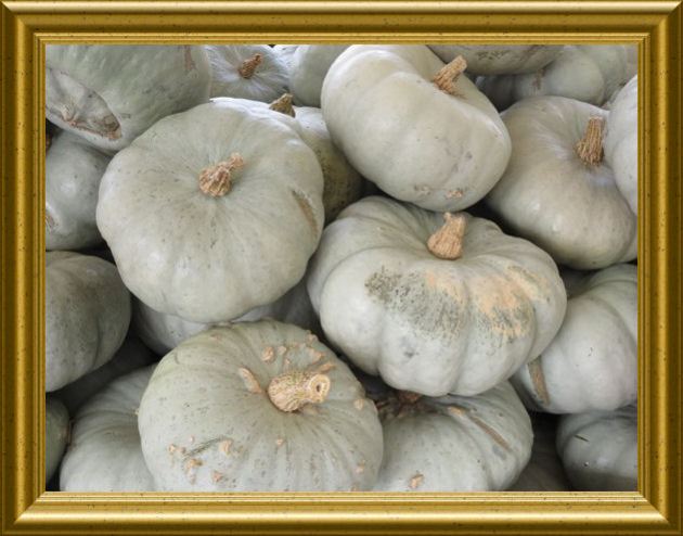 Kürbis Star für Kürbisspalten 