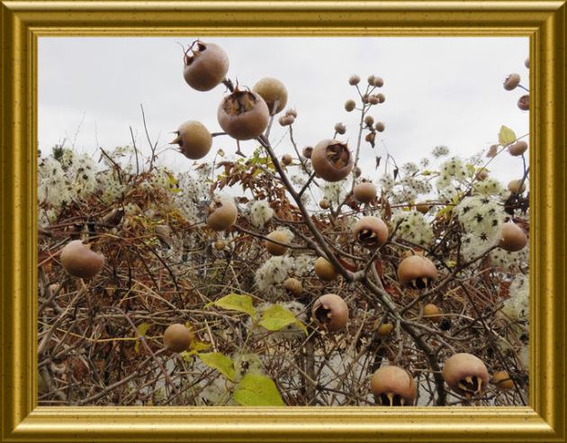 Mispeln auf Taraland 