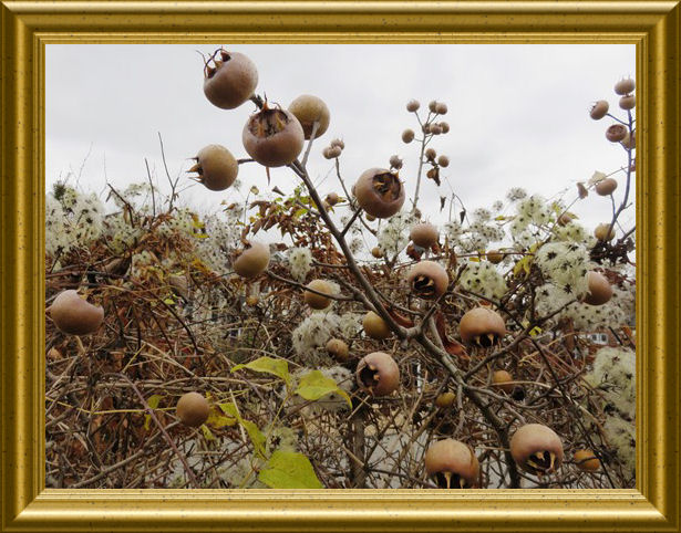 Mispeln auf Taraland