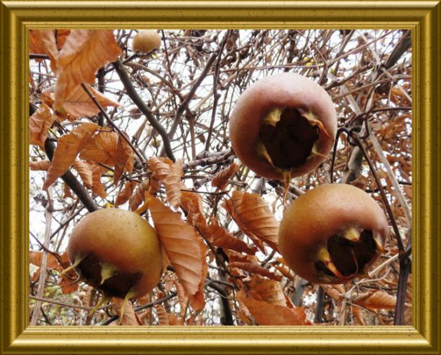 Mispeln auf Taraland