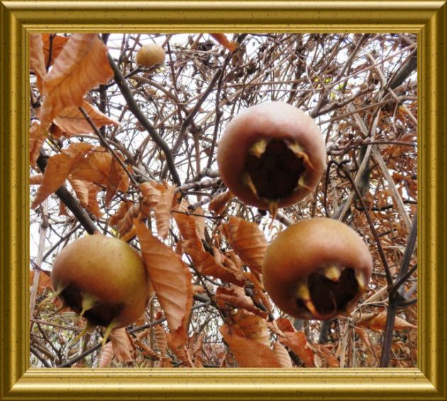 Mispeln auf Taraland 