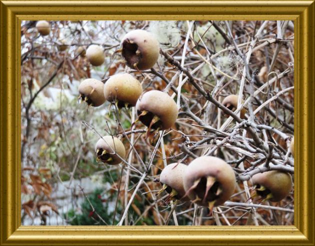 Mispeln auf Taraland