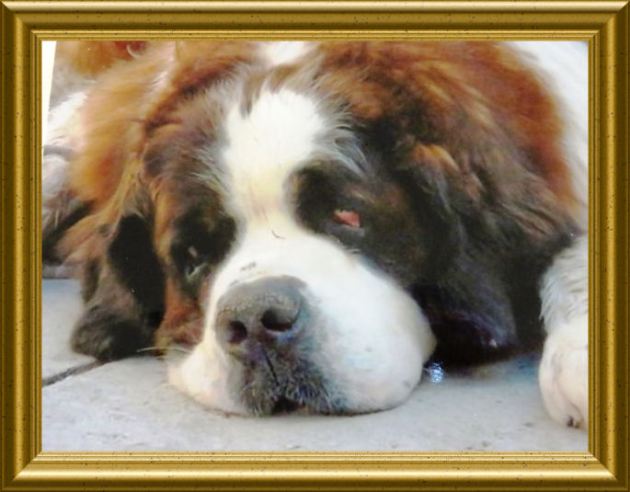 Honig-Mandel-Nougat Créme aus der Taraland Lehrküche