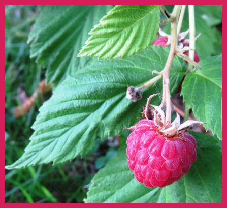 Himbeerstrauch aus der Taraland Lehrküche