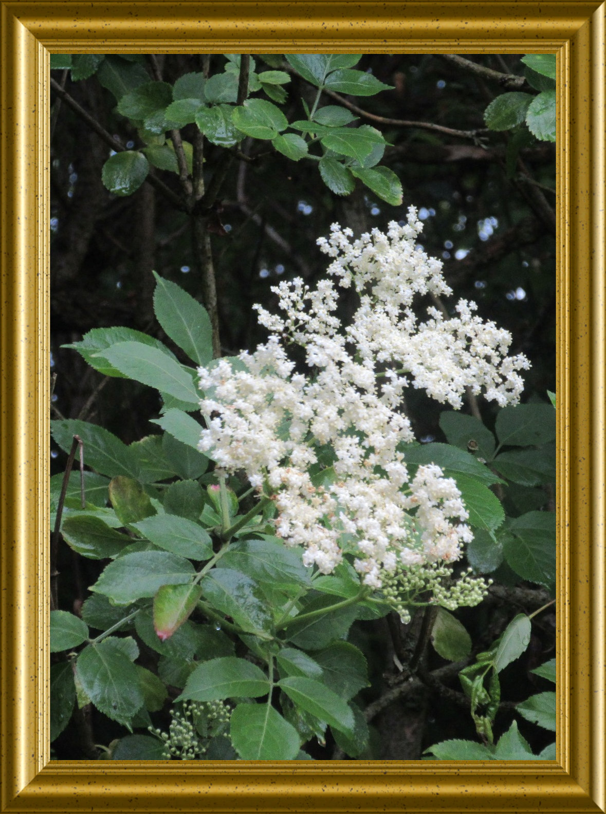 Holunder Busch Rinde Hollerbusch / Holunderbusch – ein Geschenk der Natur